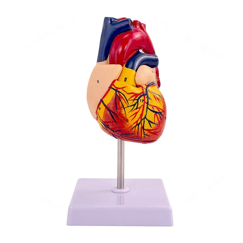 1:1 Human Heart Anatomy Model  - Medical Lab Ultrasound ulasan dan harga