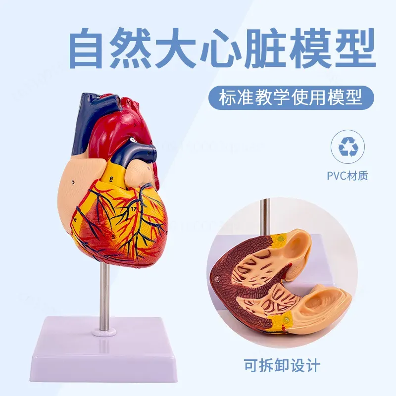 1:1 Human Heart Anatomy Model  - Medical Lab Ultrasound ulasan dan harga