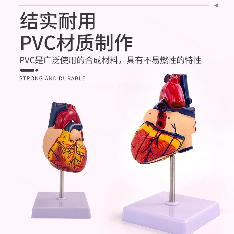 1:1 Human Heart Anatomy Model  - Medical Lab Ultrasound ulasan dan harga