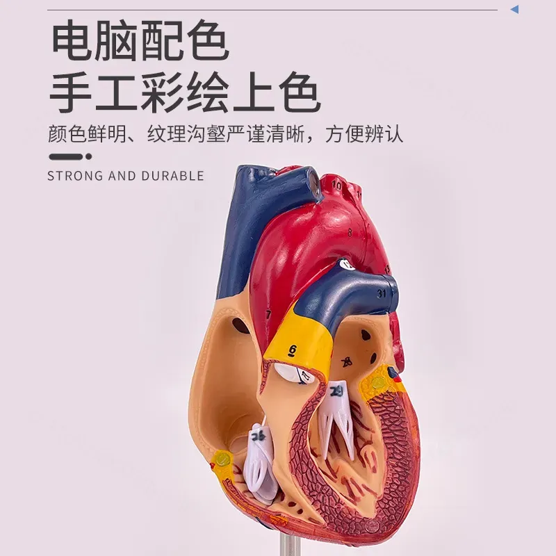 1:1 Human Heart Anatomy Model  - Medical Lab Ultrasound ulasan dan harga